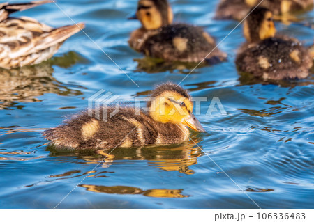 Cute little duckling swimming alone in a lake or river with calm water 106336483