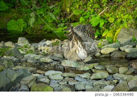 魚を捕獲中のシマフクロウ 106336490