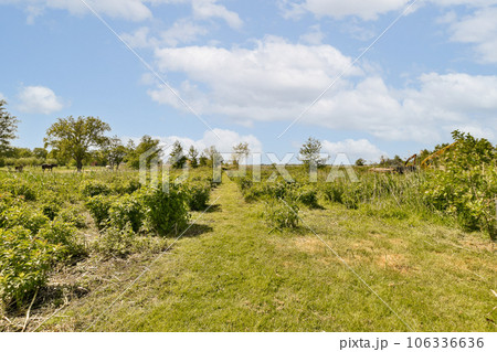 an open field with trees and bushes in the foreground, under a blue sky filled with fluffy white clouds an open field with trees and bushes in the foreground, under a blue sky filled with fluffy white clouds 106336636