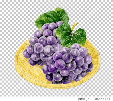 竹濾上的巨峰葡萄 水果（葡萄）手繪水彩插畫素材 106336771