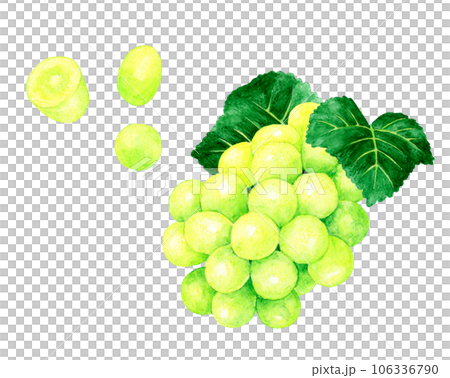 葉っぱ付きのシャインマスカット　フルーツ（ぶどう）の手描き水彩イラスト素材 106336790