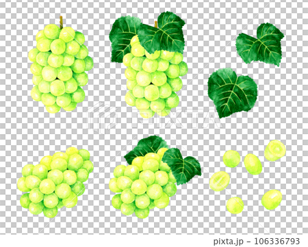 一套Shine Muscat水果（葡萄）手繪水彩插畫素材 106336793