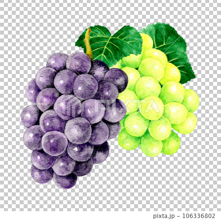Kyoho grape and Shine Muscat set Fruit (grape) hand-painted watercolor illustration material 106336802