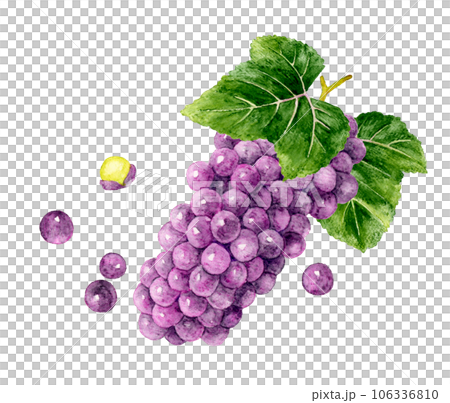 Hand-painted watercolor illustration material of Delaware fruit (grape) with leaves 106336810