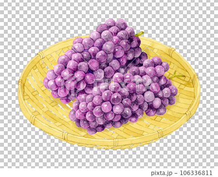 Hand-painted watercolor illustration material of Delaware fruit (grape) on a bamboo strainer 106336811