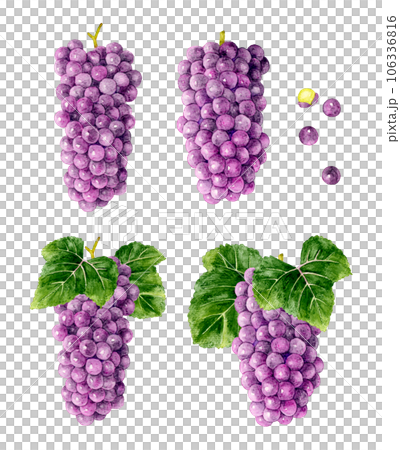 Delaware set Fruit (grape) hand-drawn watercolor illustration material Delaware set Fruit (grape) hand-drawn watercolor illustration material 106336816