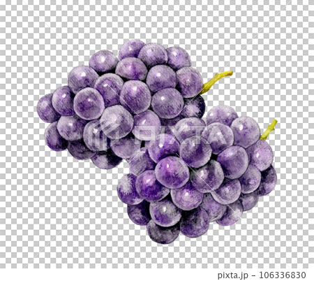 Kyoho fruit (grape) hand-drawn watercolor illustration material 106336830