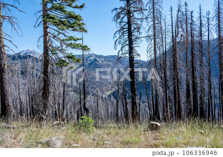 Charred remains in Lassen Volcanic National Park after a forest fire Charred remains in Lassen Volcanic National Park after a forest fire 106336946