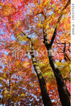 鮮やかに色づいたカエデの木 106337029