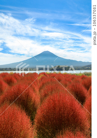 紅葉の河口湖大石公園のコキアと富士山 106337081