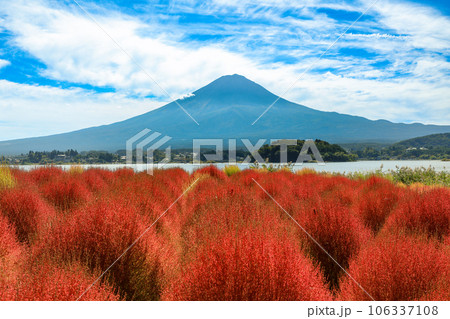 紅葉の河口湖大石公園のコキアと富士山 紅葉の河口湖大石公園のコキアと富士山 106337108