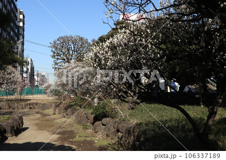聖蹟梅屋敷公園　梅の花 106337189