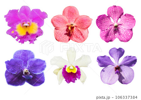 collection purple orchids flower isolated on white background. collection purple orchids flower isolated on white background. 106337384