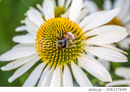 A closeup shot of a bee collecting pollen on a white echinacea flower 106337699