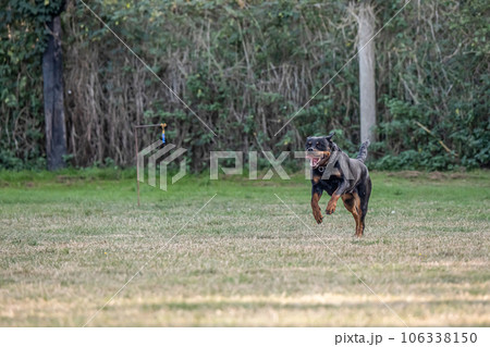 young black rottweiler dog training for protection sport and police young black rottweiler dog training for protection sport and police 106338150