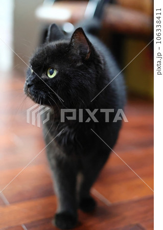 黒猫 クロネコ くろねこ 106338411