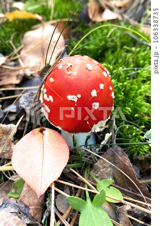 Amanita Muscaria. Red wild poisonous Fly Agaric mushroom in forest in autumn among dry leaves. Nature of autumn forest. 106338735