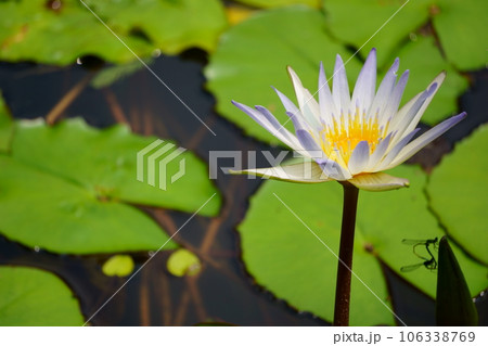水面に咲く紫の熱帯スイレン　4 106338769