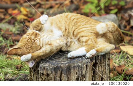 日向ぼっこのノラ猫 日向ぼっこのノラ猫 106339020
