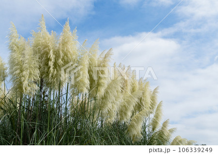 パンパスグラス 106339249