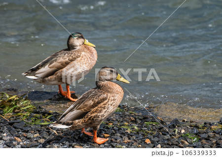 琵琶湖畔のマルガモ 106339333