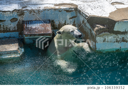 プールの中のホッキョクグマ　天王寺動物園 106339352