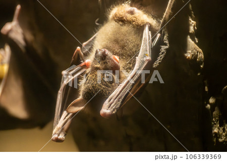 エジプトルーセットオオコウモリ 天王寺動物園 夜行性動物舎 エジプトルーセットオオコウモリ 天王寺動物園 夜行性動物舎 106339369