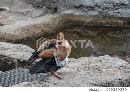 エジプトガン 天王寺動物園 カバ舎 エジプトガン 天王寺動物園 カバ舎 106339370
