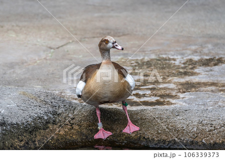 エジプトガン　天王寺動物園　カバ舎 106339373