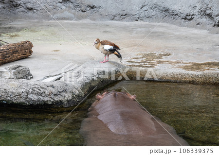 カバ　天王寺動物園 106339375