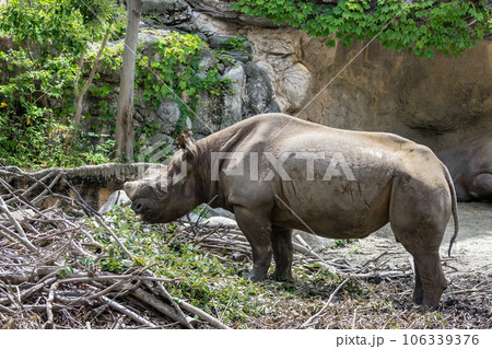 クロサイ(ヒガシクロサイ)天王寺動物園 クロサイ(ヒガシクロサイ)天王寺動物園 106339376