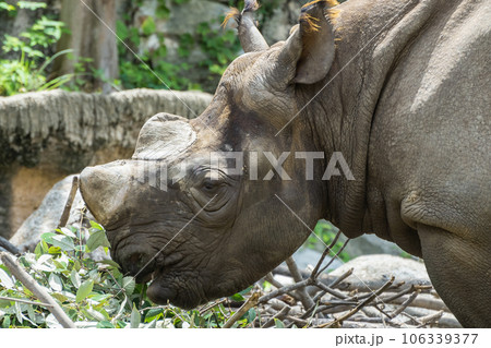 クロサイ(ヒガシクロサイ)天王寺動物園 クロサイ(ヒガシクロサイ)天王寺動物園 106339377