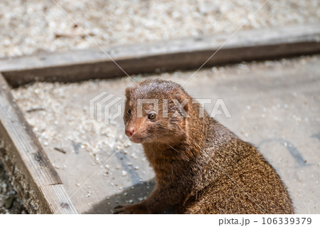 コビトマングース 天王寺動物園 コビトマングース 天王寺動物園 106339379