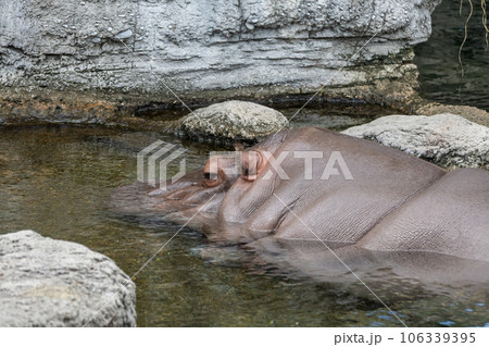 カバ　天王寺動物園 106339395