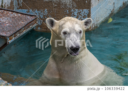 プールの中のホッキョクグマ　天王寺動物園 106339422