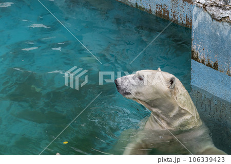 プールの中のホッキョクグマ　天王寺動物園 106339423