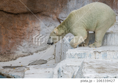 ホッキョクグマ 天王寺動物園 ホッキョクグマ 天王寺動物園 106339427