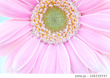 ピンクのガーベラの花 106339747