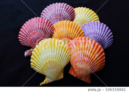 色々な色のヒオウギガイの貝殻 色々な色のヒオウギガイの貝殻 106339882