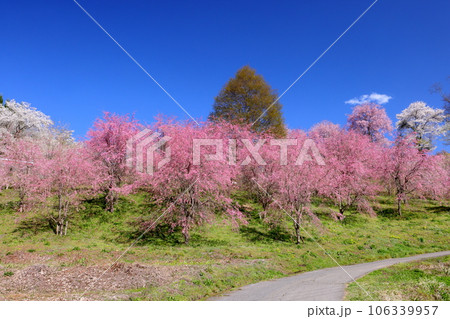 長野県上水内郡小川村小根山 立屋番所の棚田の桜 エドヒガンが台木のベニシダレ桜の青空に映えるピンク 長野県上水内郡小川村小根山 立屋番所の棚田の桜 エドヒガンが台木のベニシダレ桜の青空に映えるピンク 106339957
