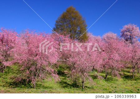 長野県上水内郡小川村小根山 立屋番所の棚田の桜 エドヒガンが台木のベニシダレ桜の青空に映えるピンク 長野県上水内郡小川村小根山 立屋番所の棚田の桜 エドヒガンが台木のベニシダレ桜の青空に映えるピンク 106339963