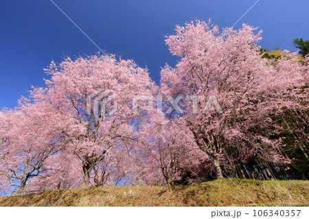 長野県上水内郡小川村小根山 立屋番所の桜山 青空にピンクが映えるエドヒガンを台木に育ったベニシダレ桜 長野県上水内郡小川村小根山 立屋番所の桜山 青空にピンクが映えるエドヒガンを台木に育ったベニシダレ桜 106340357