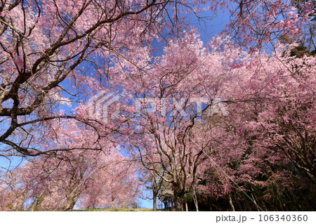長野県上水内郡小川村小根山　立屋番所の桜山　青空にピンクが映えるエドヒガンを台木に育ったベニシダレ桜 106340360