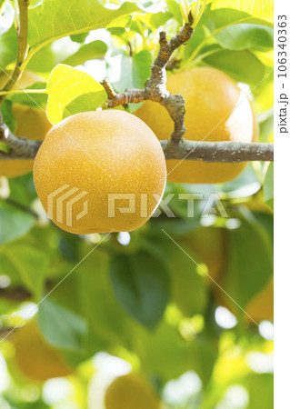果樹園に実った梨の果実 鳥取県 赤梨 果樹園に実った梨の果実 鳥取県 赤梨 106340363