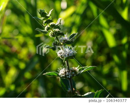 立秋を過ぎて咲き始めたニホンハッカの白い花 106340377