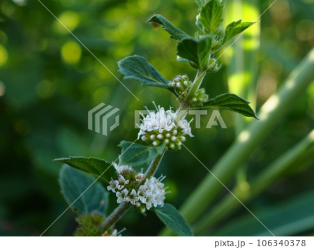 立秋を過ぎて咲き始めたニホンハッカの白い花 立秋を過ぎて咲き始めたニホンハッカの白い花 106340378
