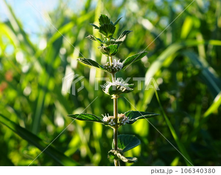 立秋を過ぎて咲き始めたニホンハッカの白い花 立秋を過ぎて咲き始めたニホンハッカの白い花 106340380