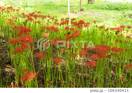 曼殊沙華 106340415