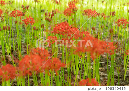 曼殊沙華 106340416