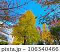紅葉したイチョウと青空 106340466